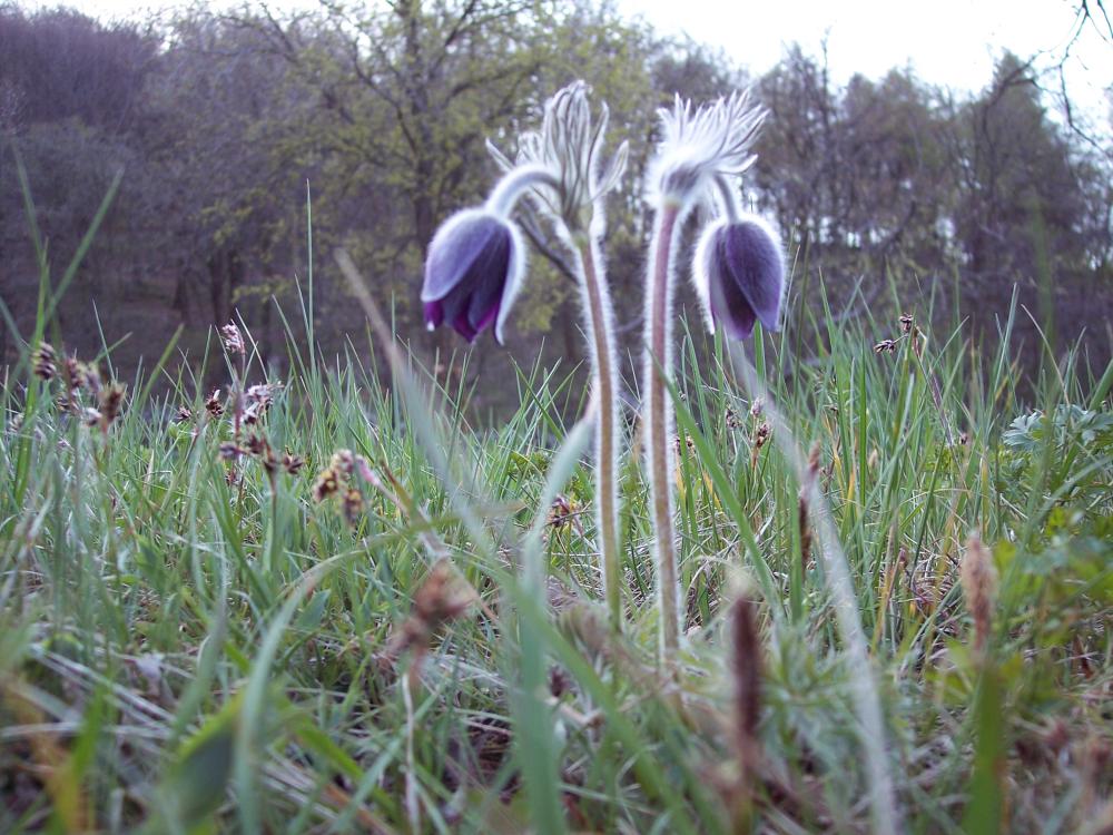 Escursione sul M.te Barro  del 5/4/2008
